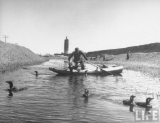 1946年通州百姓生活照 渔民利用鸬鹚捕鱼场景记录
